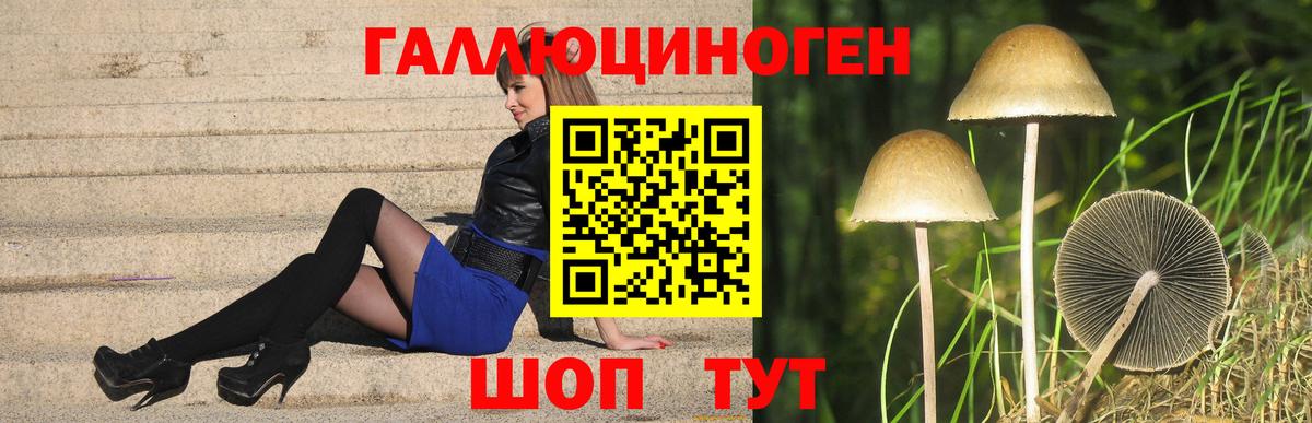 Галлюциногенные грибы Psilocybe Рубцовск